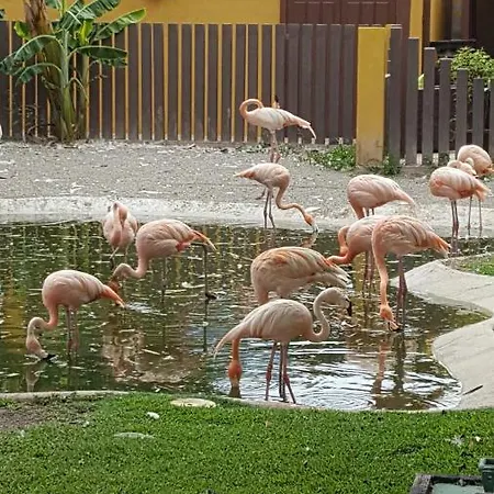 Bonanza * Benalmadena